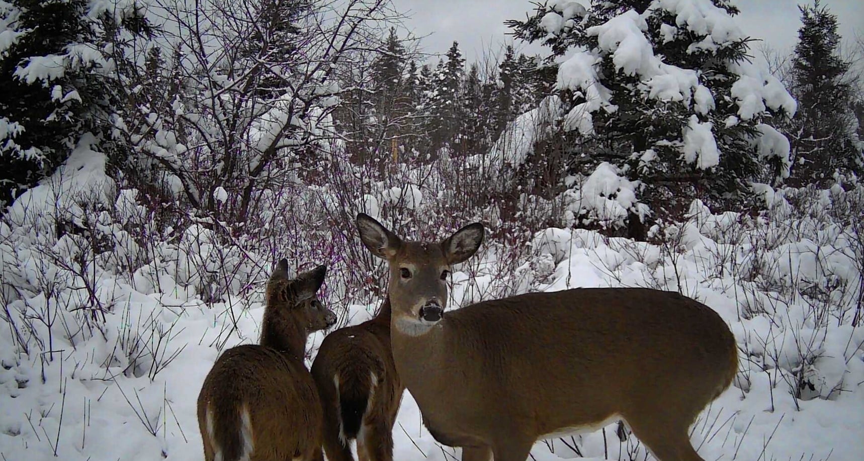 Maman chevreuil et ses deux petits en hiver